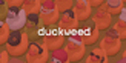 Duckweed