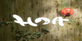 Hoa Xbox One